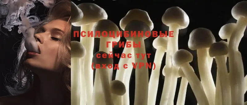 это какой сайт  Иркутск  Галлюциногенные грибы Psilocybe 